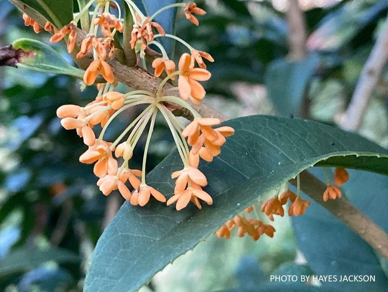 - Osmanthus fragrans 'Apricot Echo' Fragrant Sweet Olive - Mr Maple │ Buy Japanese Maple Trees