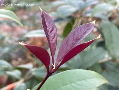 - Osmanthus fragrans 'Apricot Echo' Fragrant Sweet Olive - Mr Maple │ Buy Japanese Maple Trees