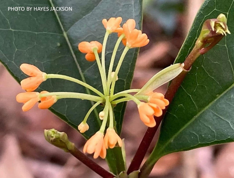 - Osmanthus fragrans 'Apricot Echo' Fragrant Sweet Olive - Mr Maple │ Buy Japanese Maple Trees