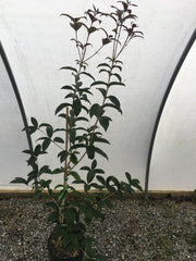 - Osmanthus fragrans 'Beni kin mokusei' Fragrant Sweet Olive - Mr Maple │ Buy Japanese Maple Trees