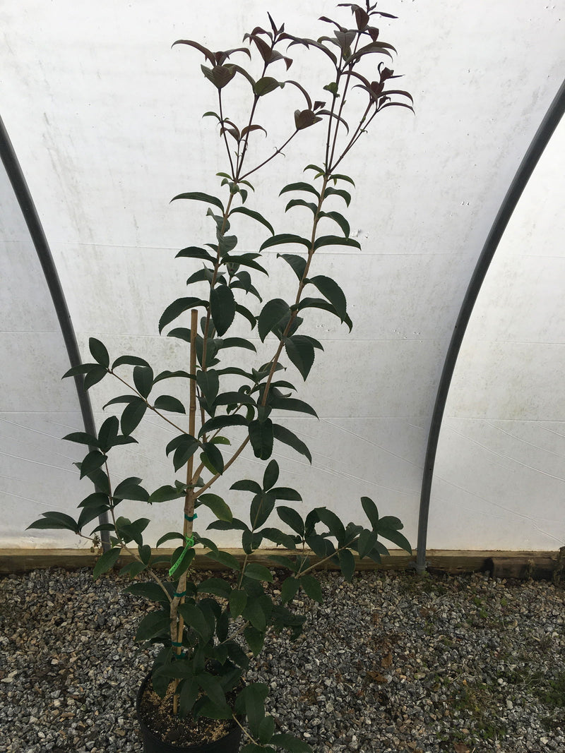 - Osmanthus fragrans 'Beni kin mokusei' Fragrant Sweet Olive - Mr Maple │ Buy Japanese Maple Trees