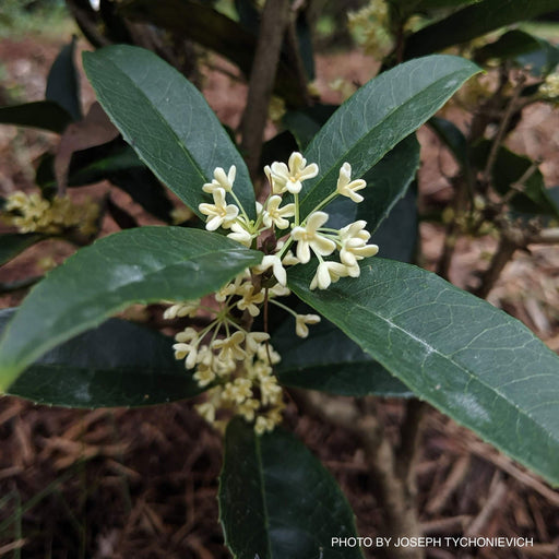 - Osmanthus fragrans Fragrant Sweet Olive - Mr Maple │ Buy Japanese Maple Trees