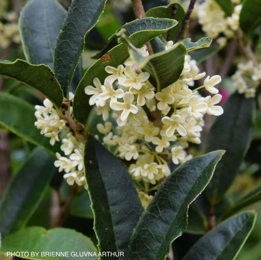 '- Osmanthus fragrans 'Fudingzhu' Fragrant Sweet Olive - Mr Maple │ Buy Japanese Maple Trees