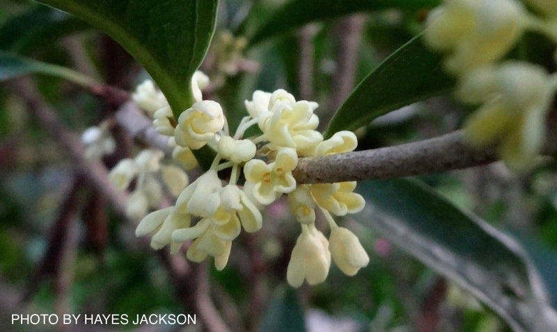 - Osmanthus fragrans 'Fudingzhu' Fragrant Sweet Olive - Mr Maple │ Buy Japanese Maple Trees