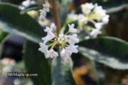 - Osmanthus fragrans 'Fudingzhu' Fragrant Sweet Olive - Mr Maple │ Buy Japanese Maple Trees