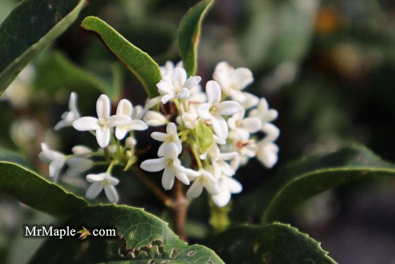 - Osmanthus fragrans 'Fudingzhu' Fragrant Sweet Olive - Mr Maple │ Buy Japanese Maple Trees