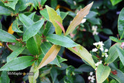 - Osmanthus fragrans 'Fudingzhu' Fragrant Sweet Olive - Mr Maple │ Buy Japanese Maple Trees