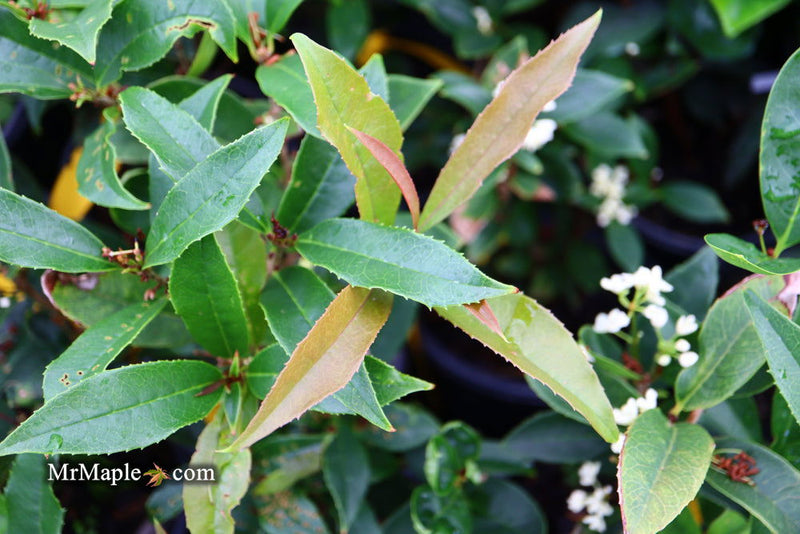 - Osmanthus fragrans 'Fudingzhu' Fragrant Sweet Olive - Mr Maple │ Buy Japanese Maple Trees
