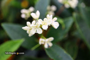 - Osmanthus fragrans 'Fudingzhu' Fragrant Sweet Olive - Mr Maple │ Buy Japanese Maple Trees