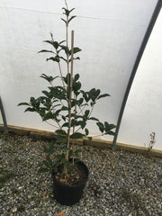 - Osmanthus fragrans 'Thunbergii' Fragrant Sweet Olive - Mr Maple │ Buy Japanese Maple Trees