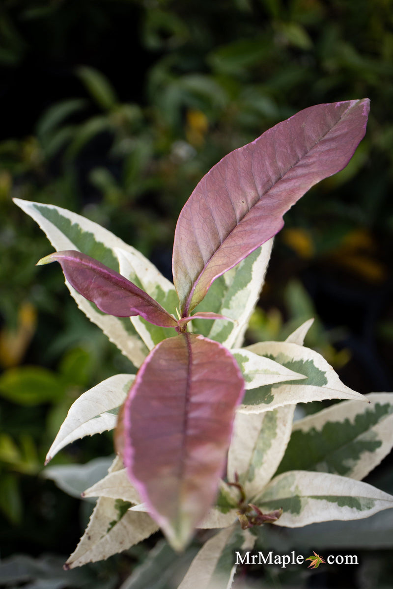 - Osmanthus fragrans 'Yinbi shuanghui' Variegated Fragrant Sweet Olive - Mr Maple │ Buy Japanese Maple Trees