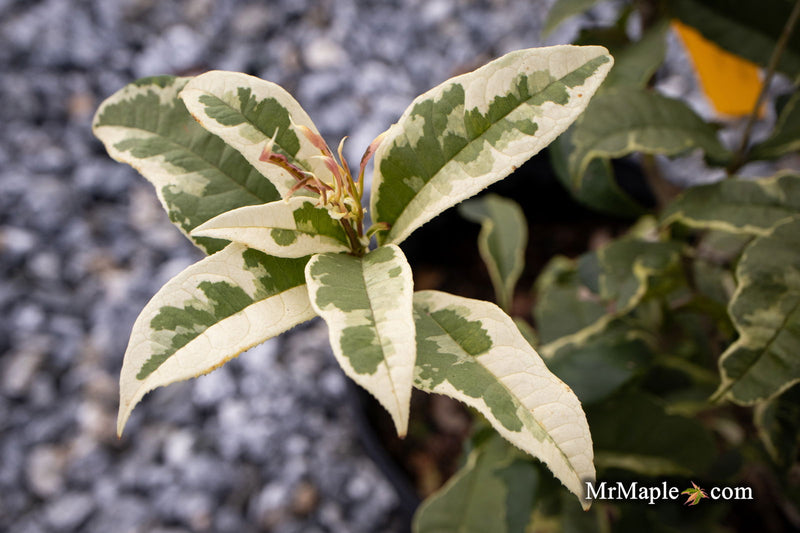 - Osmanthus fragrans 'Yinbi shuanghui' Variegated Fragrant Sweet Olive - Mr Maple │ Buy Japanese Maple Trees