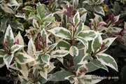 - Osmanthus fragrans 'Yinbi shuanghui' Variegated Fragrant Sweet Olive - Mr Maple │ Buy Japanese Maple Trees