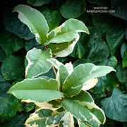 - Osmanthus fragrans 'Yinbi shuanghui' Variegated Fragrant Sweet Olive - Mr Maple │ Buy Japanese Maple Trees