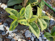 - Osmanthus fragrans 'Yinbi shuanghui' Variegated Fragrant Sweet Olive - Mr Maple │ Buy Japanese Maple Trees