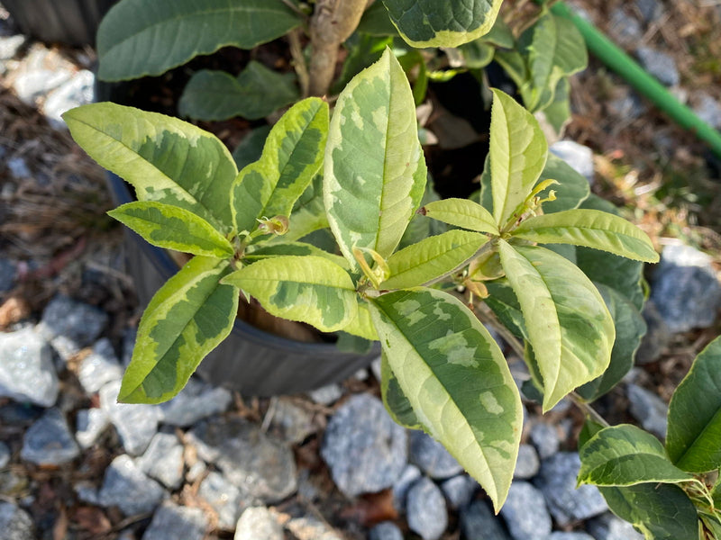 - Osmanthus fragrans 'Yinbi shuanghui' Variegated Fragrant Sweet Olive - Mr Maple │ Buy Japanese Maple Trees
