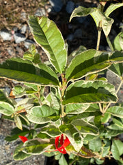 - Osmanthus fragrans 'Yinbi shuanghui' Variegated Fragrant Sweet Olive - Mr Maple │ Buy Japanese Maple Trees