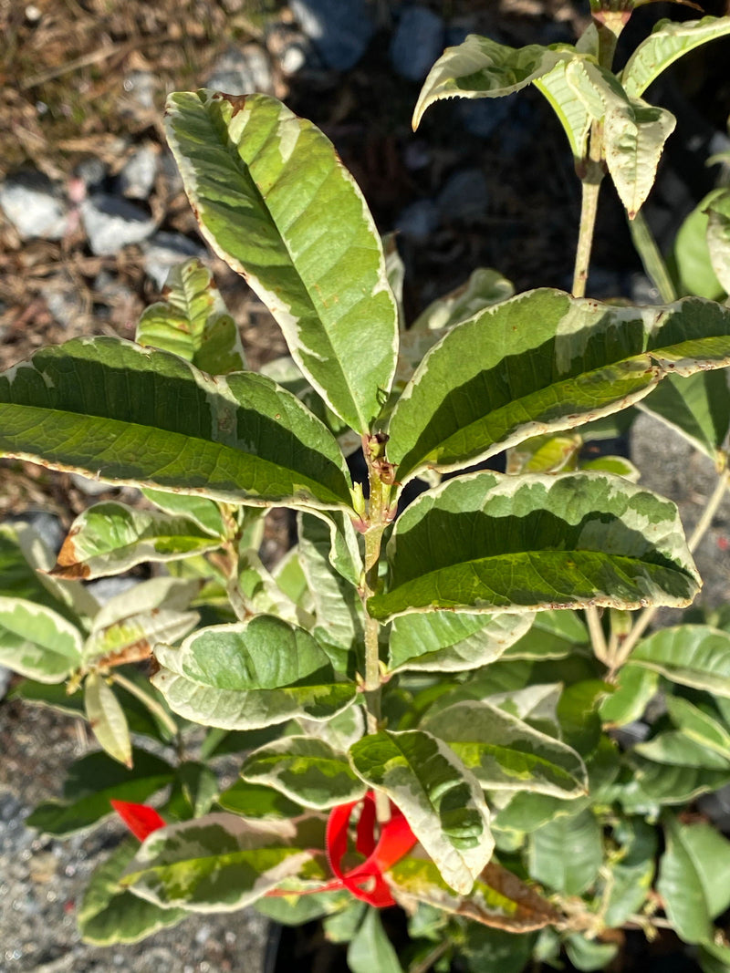 - Osmanthus fragrans 'Yinbi shuanghui' Variegated Fragrant Sweet Olive - Mr Maple │ Buy Japanese Maple Trees