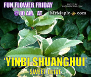 - Osmanthus fragrans 'Yinbi shuanghui' Variegated Fragrant Sweet Olive - Mr Maple │ Buy Japanese Maple Trees