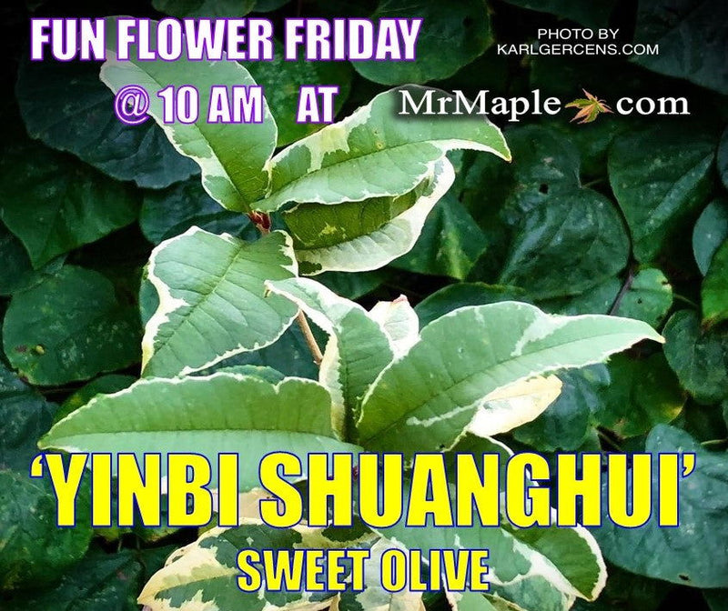 - Osmanthus fragrans 'Yinbi shuanghui' Variegated Fragrant Sweet Olive - Mr Maple │ Buy Japanese Maple Trees