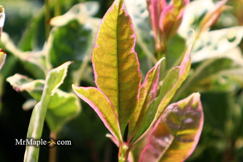 - Osmanthus fragrans 'Yinbi shuanghui' Variegated Fragrant Sweet Olive - Mr Maple │ Buy Japanese Maple Trees