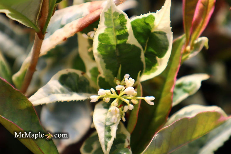 - Osmanthus fragrans 'Yinbi shuanghui' Variegated Fragrant Sweet Olive - Mr Maple │ Buy Japanese Maple Trees