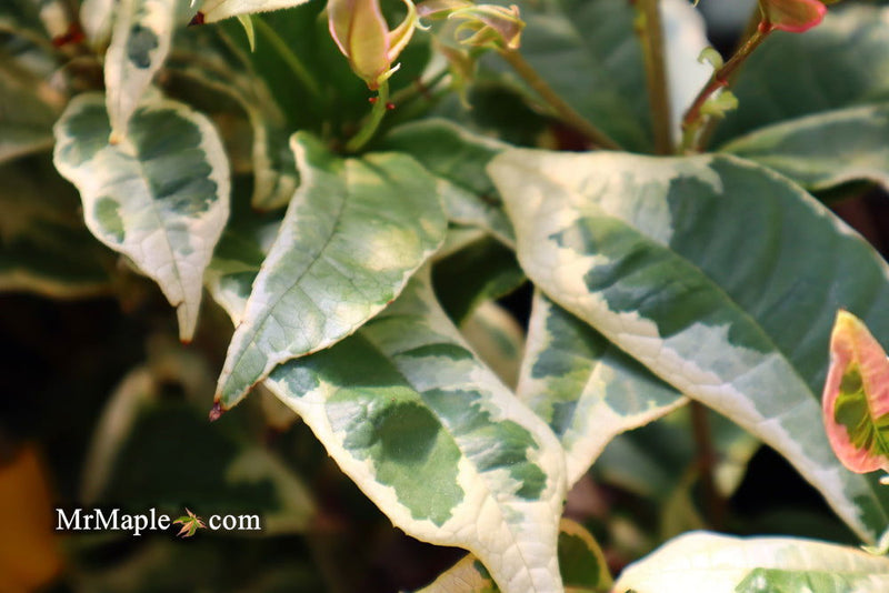 - Osmanthus fragrans 'Yinbi shuanghui' Variegated Fragrant Sweet Olive - Mr Maple │ Buy Japanese Maple Trees