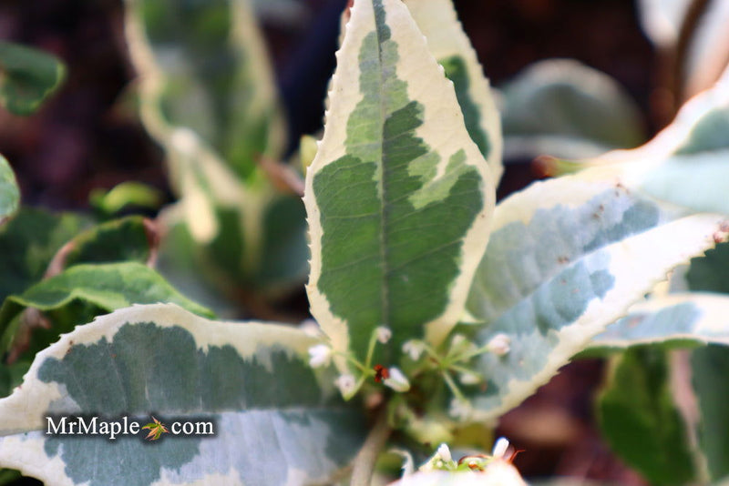 - Osmanthus fragrans 'Yinbi shuanghui' Variegated Fragrant Sweet Olive - Mr Maple │ Buy Japanese Maple Trees