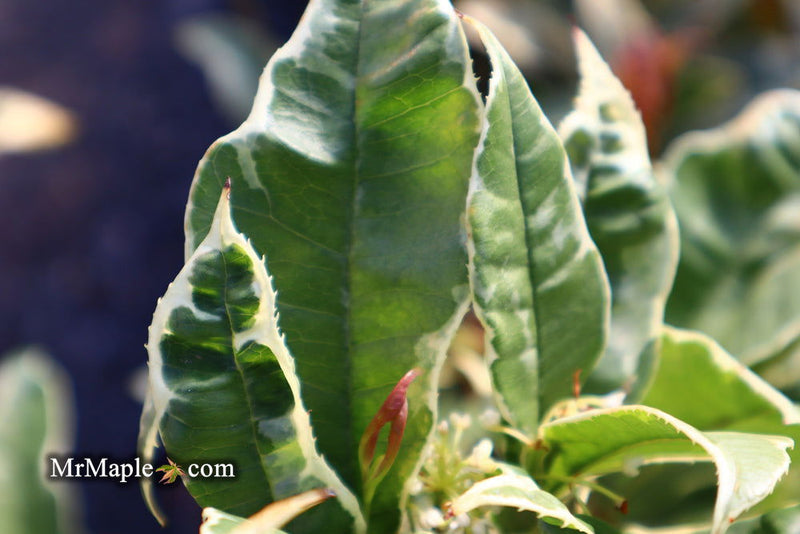 - Osmanthus fragrans 'Yinbi shuanghui' Variegated Fragrant Sweet Olive - Mr Maple │ Buy Japanese Maple Trees