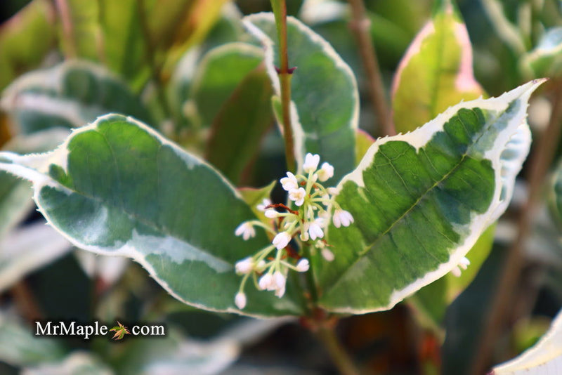 - Osmanthus fragrans 'Yinbi shuanghui' Variegated Fragrant Sweet Olive - Mr Maple │ Buy Japanese Maple Trees