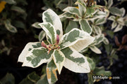 - Osmanthus fragrans 'Yinbi shuanghui' Variegated Fragrant Sweet Olive - Mr Maple │ Buy Japanese Maple Trees