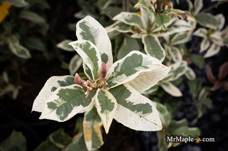 - Osmanthus fragrans 'Yinbi shuanghui' Variegated Fragrant Sweet Olive - Mr Maple │ Buy Japanese Maple Trees