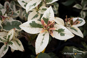 - Osmanthus fragrans 'Yinbi shuanghui' Variegated Fragrant Sweet Olive - Mr Maple │ Buy Japanese Maple Trees