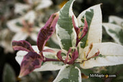 - Osmanthus fragrans 'Yinbi shuanghui' Variegated Fragrant Sweet Olive - Mr Maple │ Buy Japanese Maple Trees