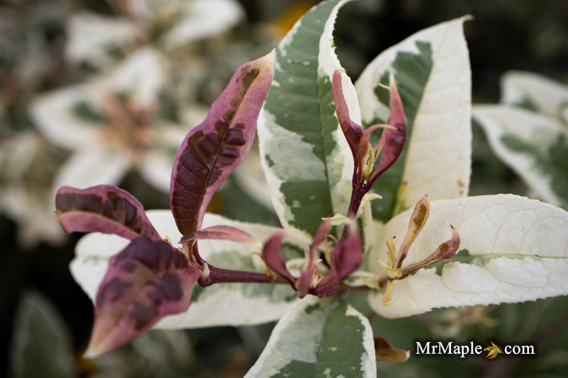 - Osmanthus fragrans 'Yinbi shuanghui' Variegated Fragrant Sweet Olive - Mr Maple │ Buy Japanese Maple Trees