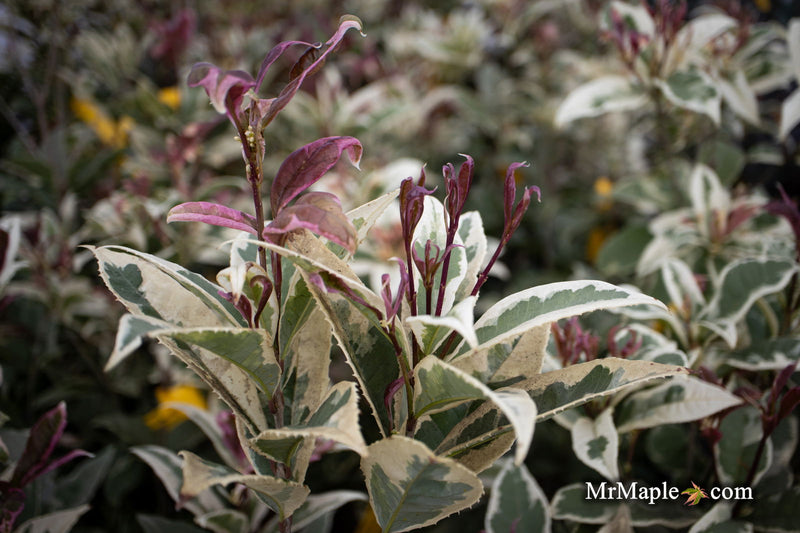 - Osmanthus fragrans 'Yinbi shuanghui' Variegated Fragrant Sweet Olive - Mr Maple │ Buy Japanese Maple Trees