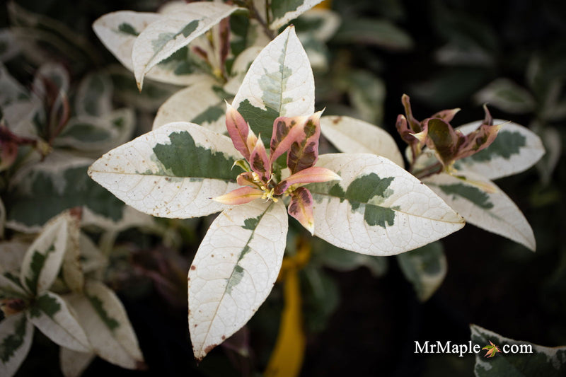 - Osmanthus fragrans 'Yinbi shuanghui' Variegated Fragrant Sweet Olive - Mr Maple │ Buy Japanese Maple Trees
