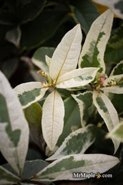 - Osmanthus fragrans 'Yinbi shuanghui' Variegated Fragrant Sweet Olive - Mr Maple │ Buy Japanese Maple Trees