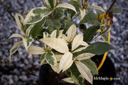 - Osmanthus fragrans 'Yinbi shuanghui' Variegated Fragrant Sweet Olive - Mr Maple │ Buy Japanese Maple Trees