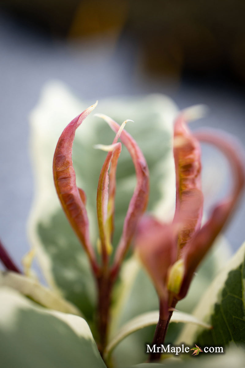 - Osmanthus fragrans 'Yinbi shuanghui' Variegated Fragrant Sweet Olive - Mr Maple │ Buy Japanese Maple Trees