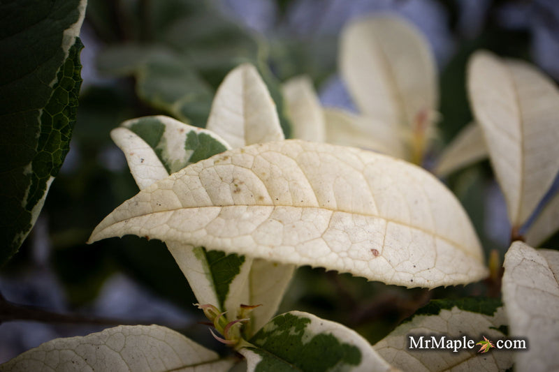 - Osmanthus fragrans 'Yinbi shuanghui' Variegated Fragrant Sweet Olive - Mr Maple │ Buy Japanese Maple Trees