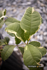 - Osmanthus fragrans 'Yinbi shuanghui' Variegated Fragrant Sweet Olive - Mr Maple │ Buy Japanese Maple Trees
