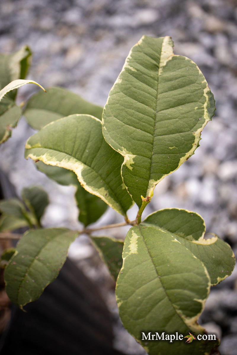 - Osmanthus fragrans 'Yinbi shuanghui' Variegated Fragrant Sweet Olive - Mr Maple │ Buy Japanese Maple Trees
