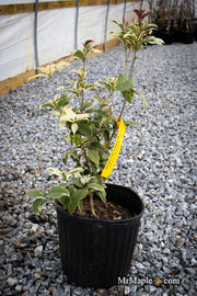 - Osmanthus fragrans 'Yinbi shuanghui' Variegated Fragrant Sweet Olive - Mr Maple │ Buy Japanese Maple Trees