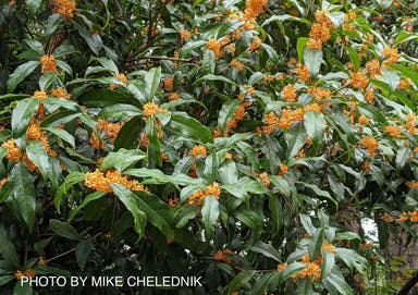 - Osmanthus fragrans var. Aurantiacus Fragrant Sweet Olive - Mr Maple │ Buy Japanese Maple Trees