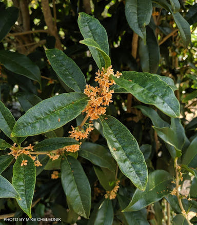 - Osmanthus fragrans var. Aurantiacus Fragrant Sweet Olive - Mr Maple │ Buy Japanese Maple Trees