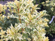 - Osmanthus heterophyllus 'Goshiki' Variegated Fragrant Tea Olive - Mr Maple │ Buy Japanese Maple Trees