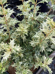 - Osmanthus heterophyllus 'Goshiki' Variegated Fragrant Tea Olive - Mr Maple │ Buy Japanese Maple Trees