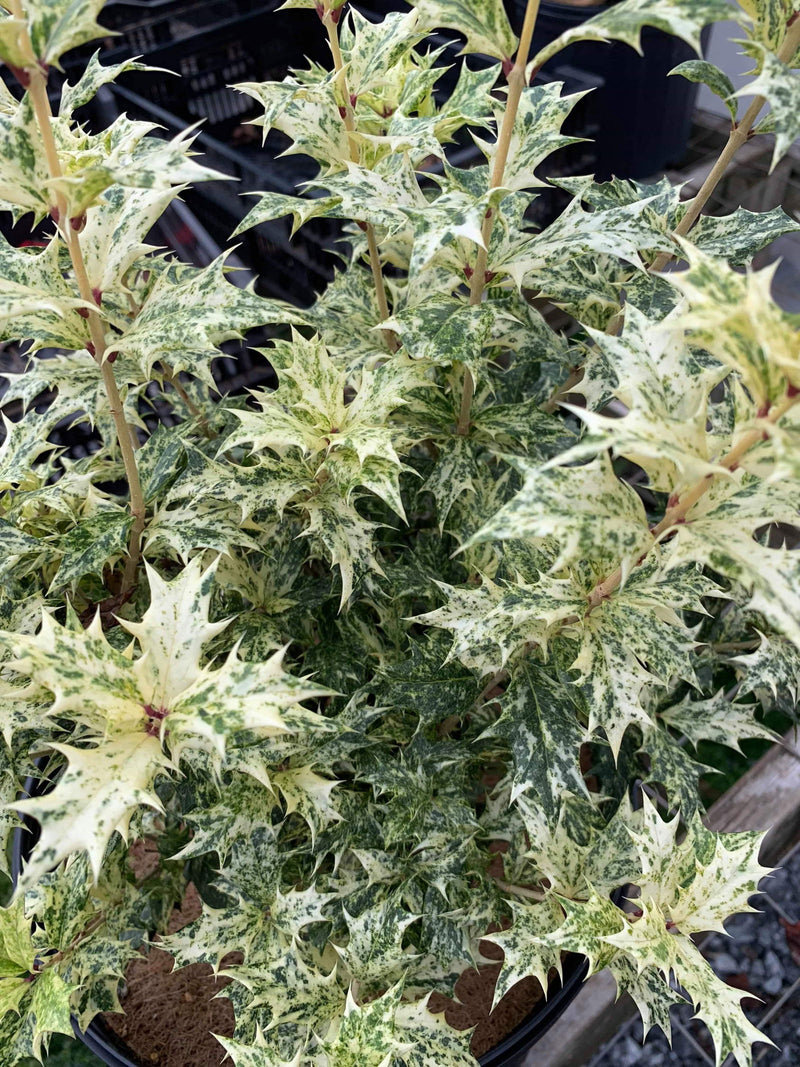 - Osmanthus heterophyllus 'Goshiki' Variegated Fragrant Tea Olive - Mr Maple │ Buy Japanese Maple Trees