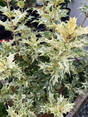 - Osmanthus heterophyllus 'Goshiki' Variegated Fragrant Tea Olive - Mr Maple │ Buy Japanese Maple Trees